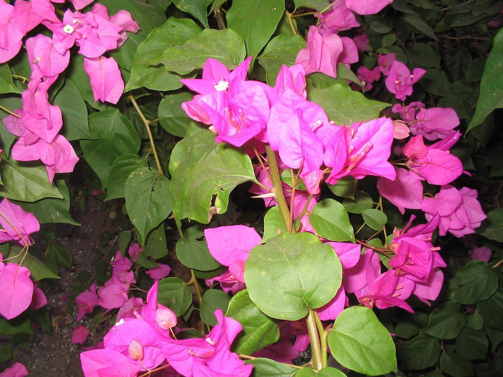 Kansala Ta Toto Kafountine ภายนอก รูปภาพ