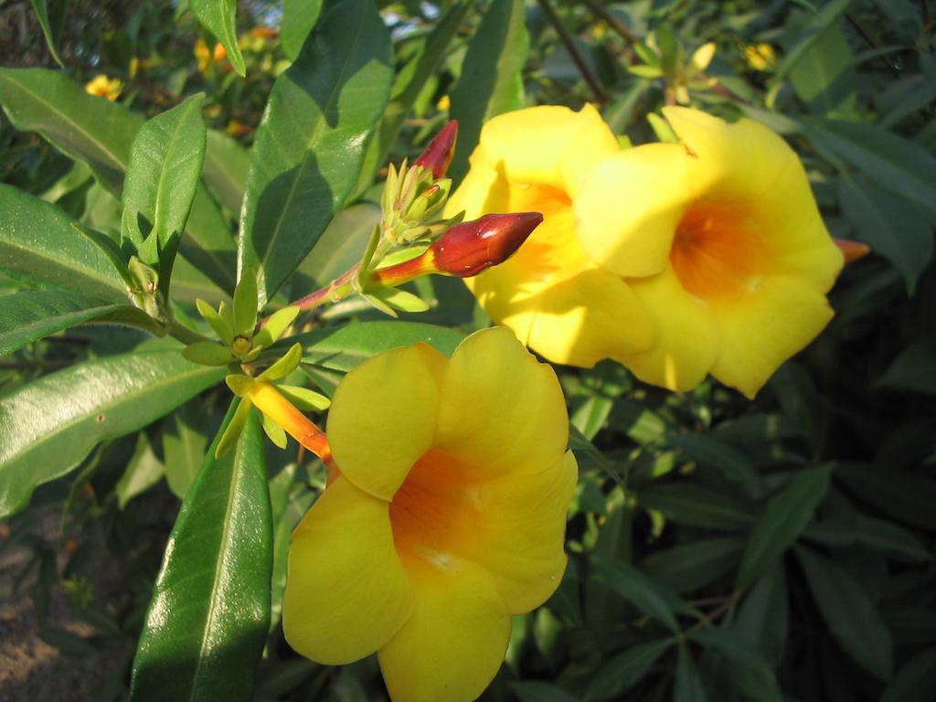 Kansala Ta Toto Kafountine ภายนอก รูปภาพ